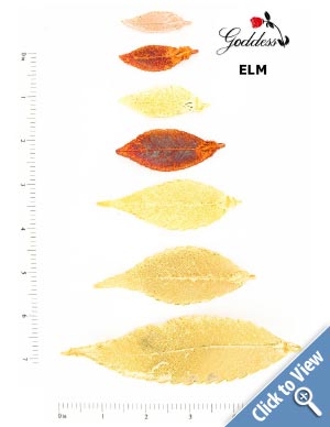 Elm Leaves