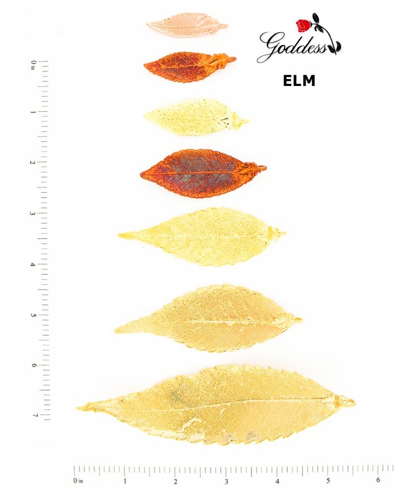 Elm Leaves