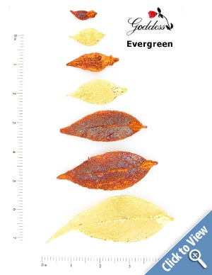 Evergreen Leaves