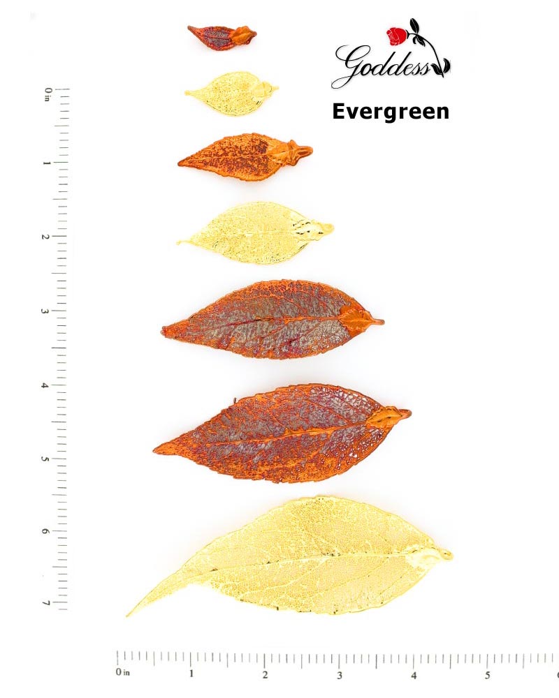 Evergreen Leaves